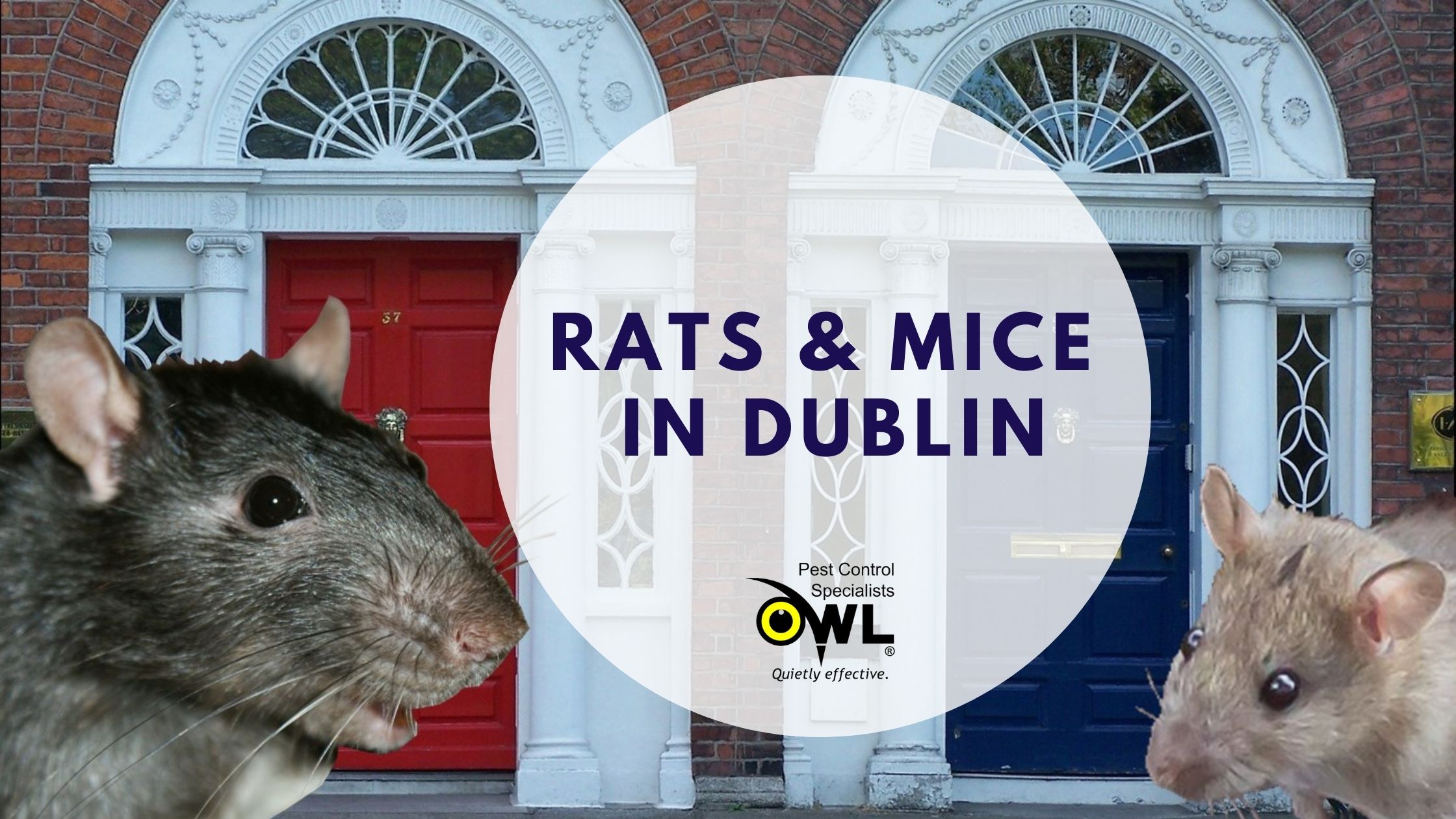 Rats and Mice in Dublin Common Rodents Owl Pest Control